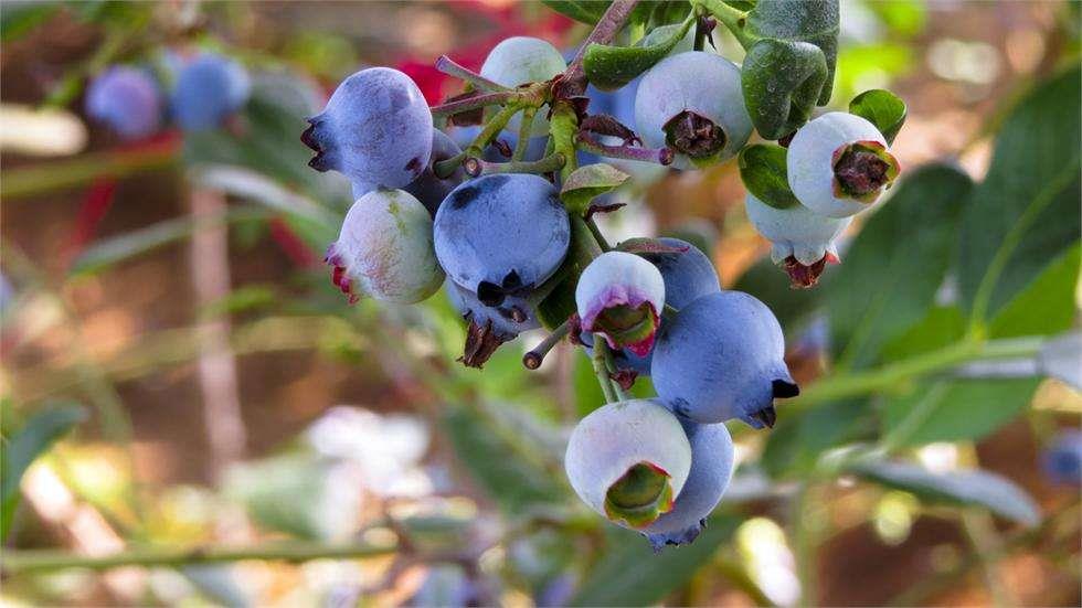 Organic blueberry powder 1KG more money?