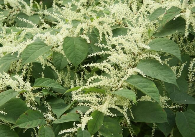Polygonum Cuspidatum