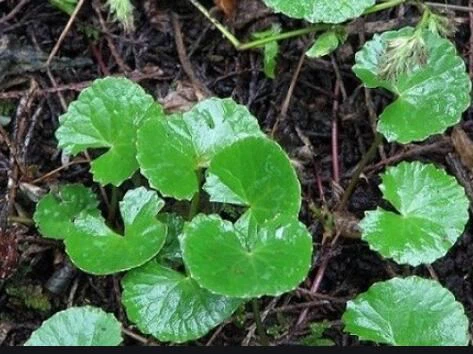 Gotu Kola Extract-1