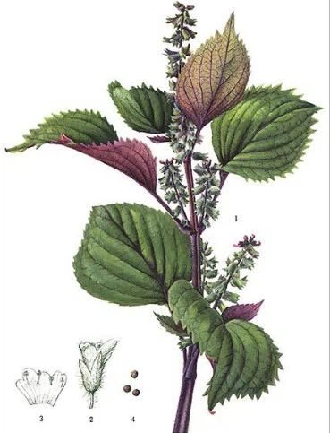 Perilla Seed Powder Benefits