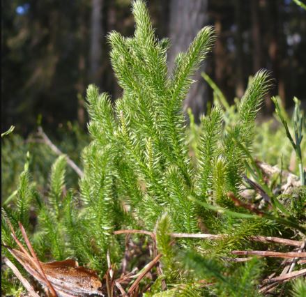 Lycopodium Powder Benefits Lycopodium Powder Benefits
