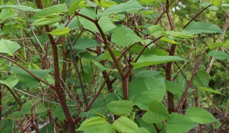 japanese knotweed japanese knotweed