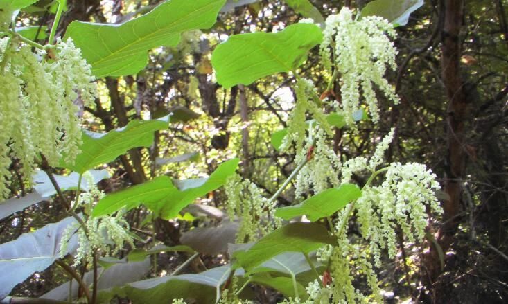 Giant Knotweed Giant Knotweed