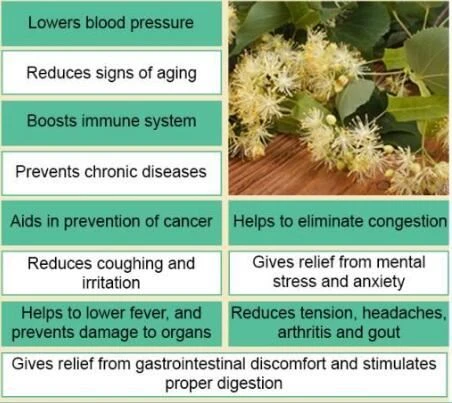 Linden Flower Extract benefits Linden Flower Extract benefits
