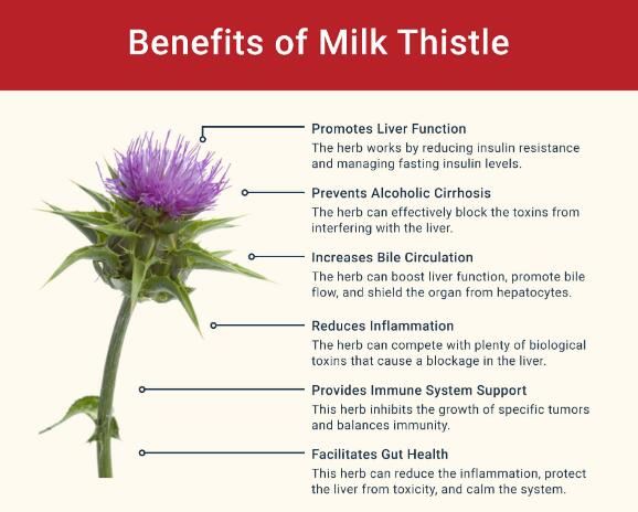 silymarin health benefits silymarin health benefits