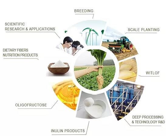 What is inulin powder made from