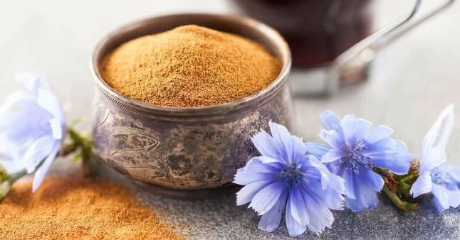 Is chicory root bad for you Is chicory root bad for you