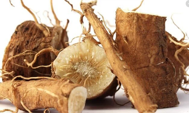 Chicory benefits for skin Chicory benefits for skin