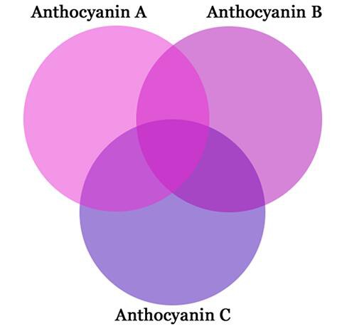 Anthocyanin color
