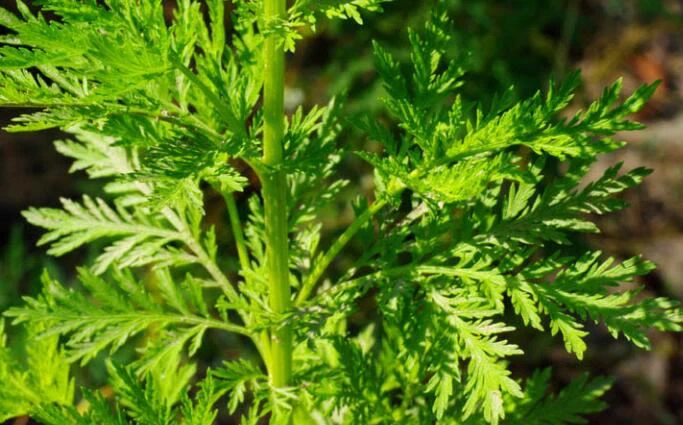 Artemisinin Dosage