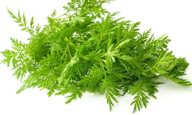 Artemisinin covid-19