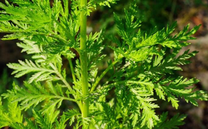 Artemisinin Dosage
