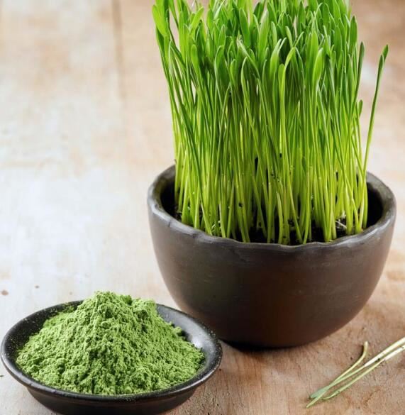 What is wheatgrass powder made of What is wheatgrass powder made of