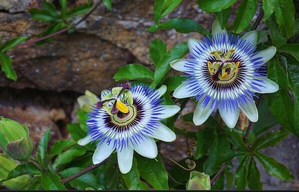Passionflower extract benefits for skin