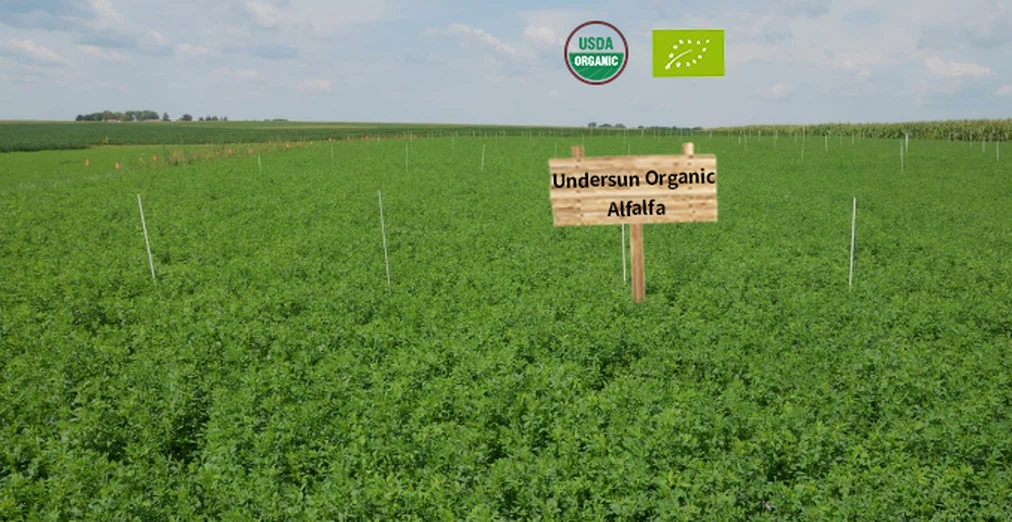 Organic Alfalfa Powder Planting Base-Undersun Organic Alfalfa Powder Planting Base-Undersun