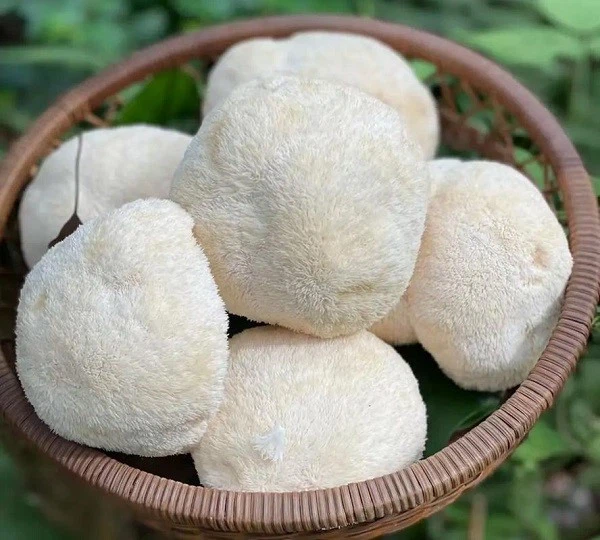 info-600-540 info-600-540