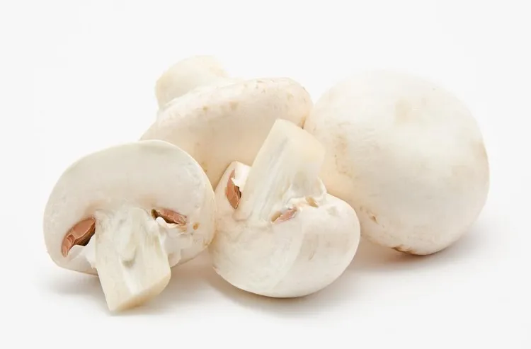 white button mushroom white button mushroom