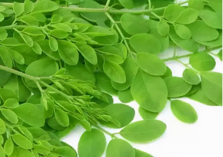 Moringa Leaf Moringa Leaf
