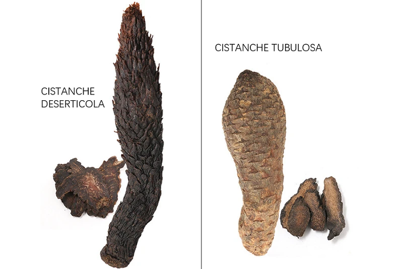 Cistanche Tubulosa vs. Cistanche Deserticola Cistanche Tubulosa vs. Cistanche Deserticola