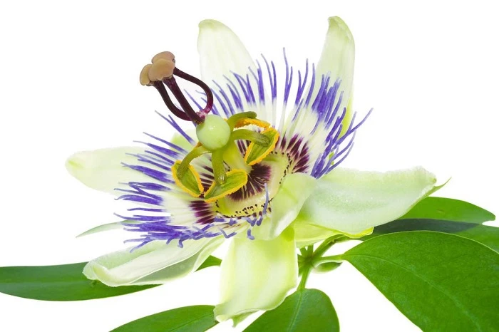 passionflower passionflower