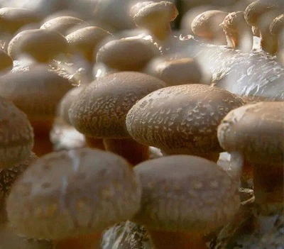 Is There Any Functional Benefit of Fruiting Bodies Over Mycelium?