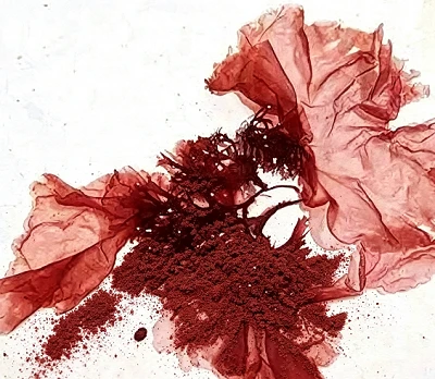 The Science Behind Red Algae Extract: Bioactive Compounds and Skincare Benefits