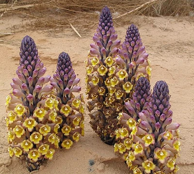 What Is Cistanche: Uses, Active Compounds, and Research Insights