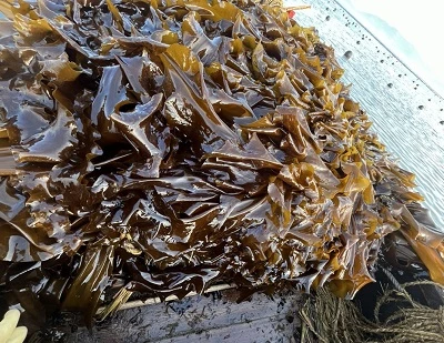 Kelp vs Seaweed: Key Differences, Benefits, Uses, and Which One Is Better?