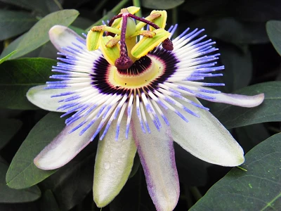 Why So Many Sleep Brands Use Passionflower Extract?