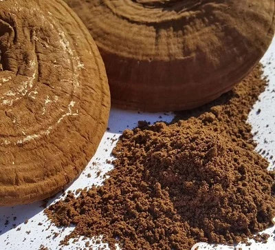 Reishi Mushroom Extract Manufacturers: Extraction Processes and Potency Testing