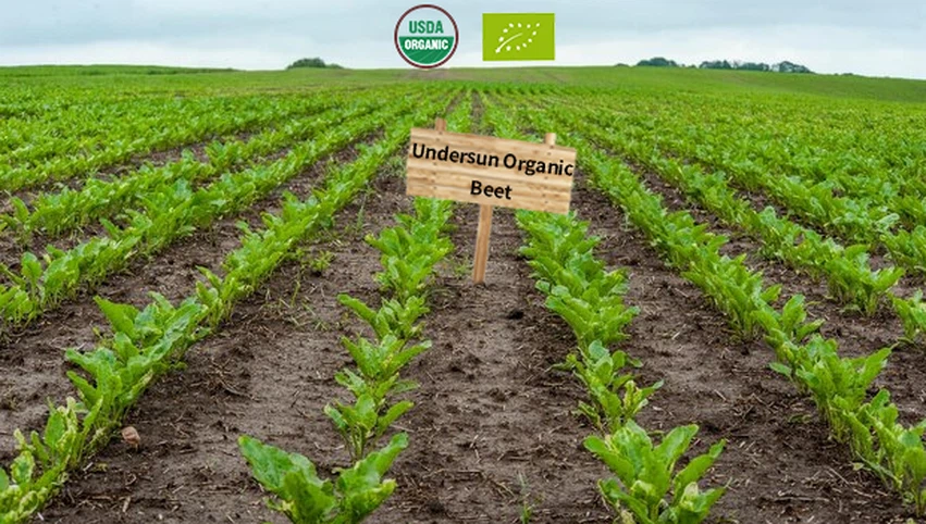 Organic Beet Root Powder Manufacturer Organic Beet Root Powder Manufacturer