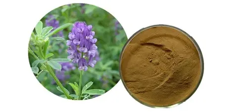 Alfalfa Extract Manufacturer Alfalfa Extract Manufacturer