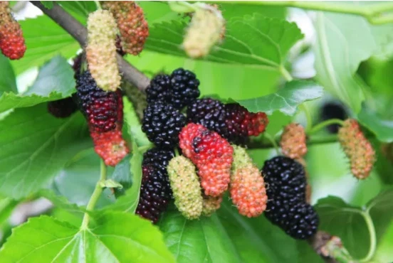 Mulberry fruit powder