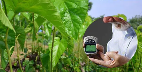mulberry leaf extract What is the potency of his active ingredients?