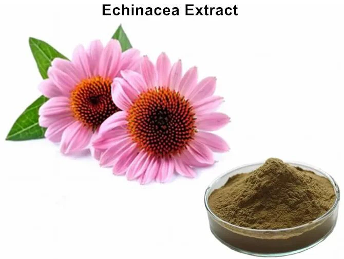 Echinacea Angustifolia Extract