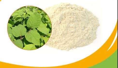 What is polygonum cuspidatum?