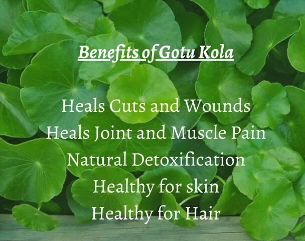 What Are the Benefits of Gotu Kola?