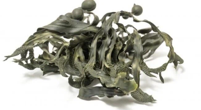 How Much Weight can You Lose on Bladderwrack?
