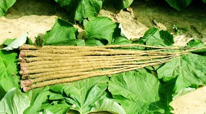 What are the benefits of burdock root?