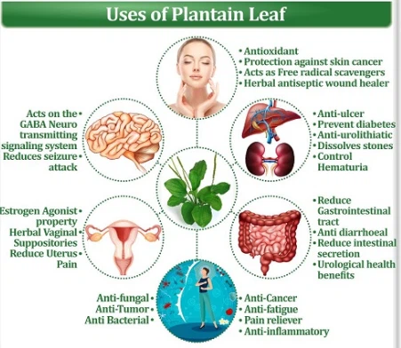 Plantain Extract Benefits
