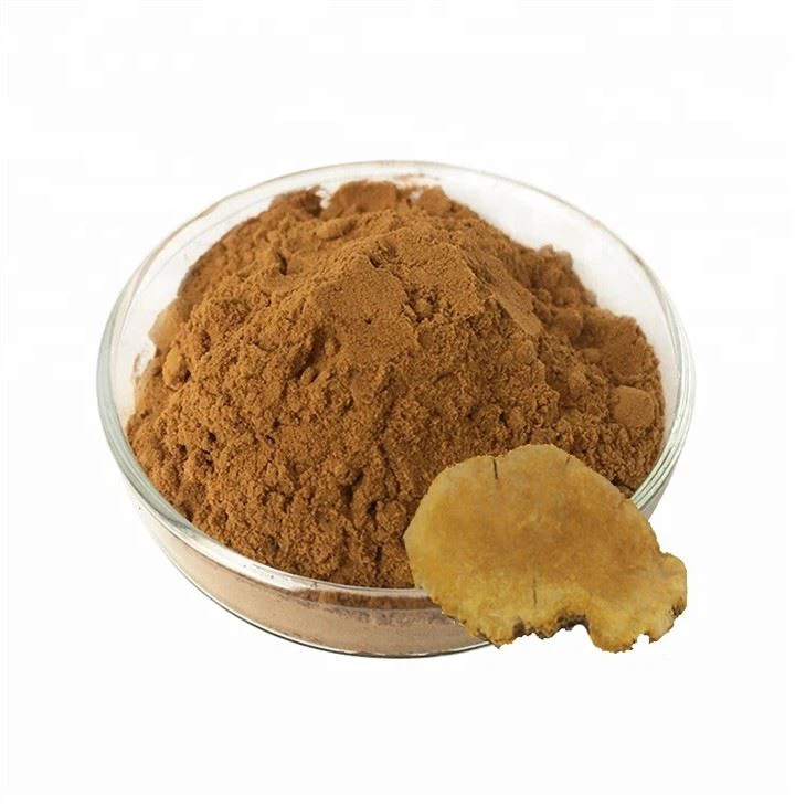 Phellinus Igniarius Extract