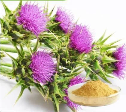 Silybum Marianum Extract