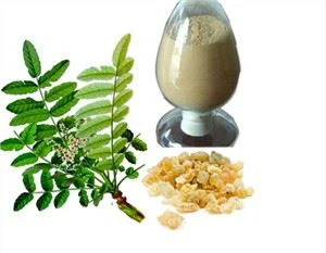 Boswellia Extract