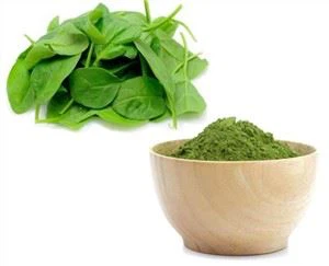 Spinach Extract Gnc