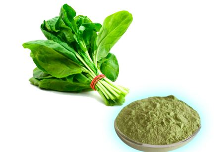 Spinach Extract Powder
