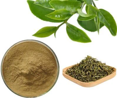 Green Tea Extract Bulk