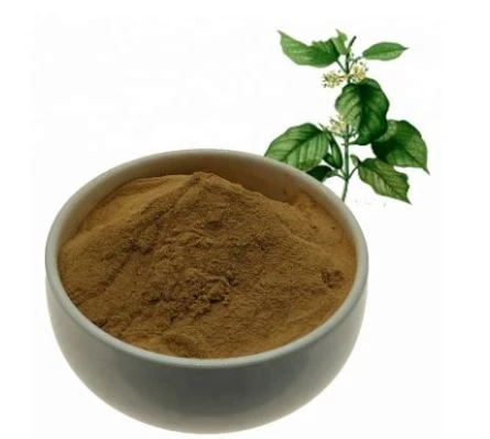 Gymnema Sylvestre Extract