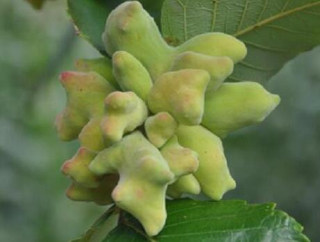 How to take galla chinensis powder?