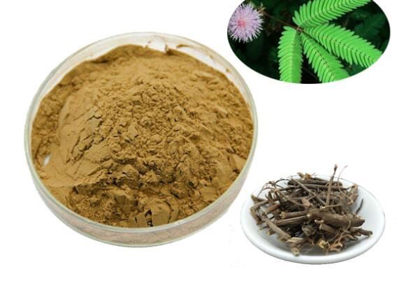 Mimosa Hostilis Root Bark Powder India Mimosa Hostilis Root Bark Powder - Wholesale in Bulk - undersun