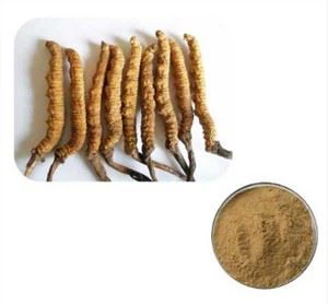 Cordyceps Sinensis Extract